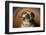 Bulldog Enjoying a Cigar-DLILLC-Framed Photographic Print