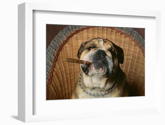 Bulldog Enjoying a Cigar-DLILLC-Framed Photographic Print