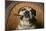 Bulldog Enjoying a Cigar-DLILLC-Mounted Photographic Print