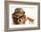 Bulldog Gangster With Kitten-Willee Cole-Framed Photographic Print