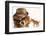 Bulldog Gangster With Kitten-Willee Cole-Framed Photographic Print