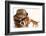 Bulldog Gangster With Kitten-Willee Cole-Framed Photographic Print