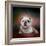 Bulldog Hanging Out-Jai Johnson-Framed Giclee Print