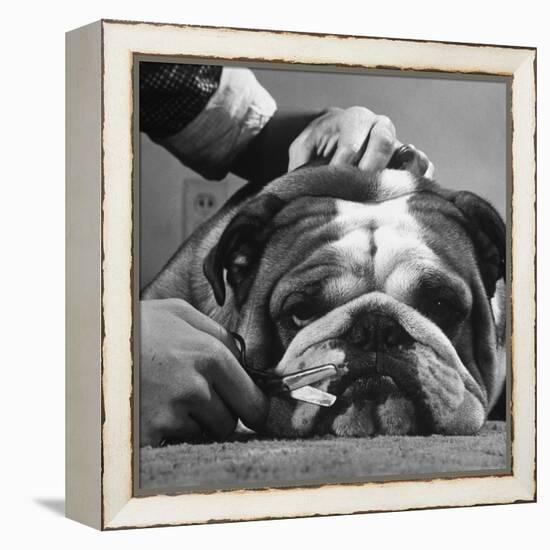 Bulldog Having Whiskers Clipped with Stubby Pair of Scissors in Preparation for Westminister Show-George Silk-Framed Premier Image Canvas