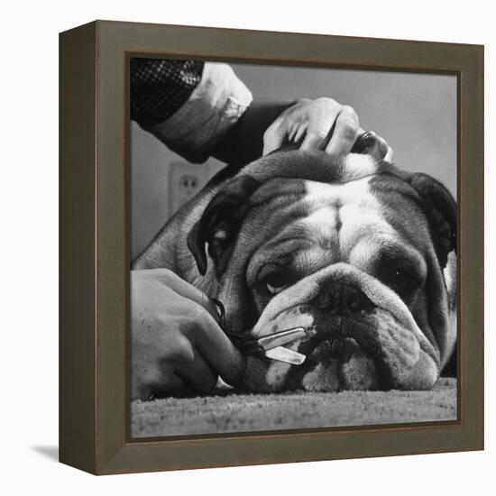 Bulldog Having Whiskers Clipped with Stubby Pair of Scissors in Preparation for Westminister Show-George Silk-Framed Premier Image Canvas