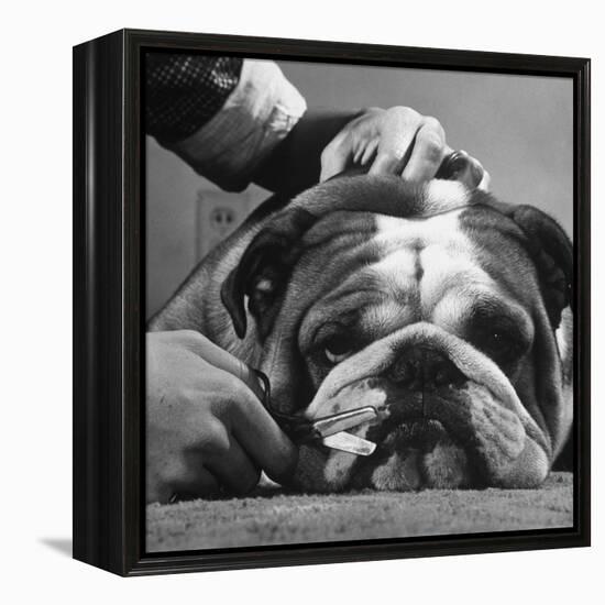 Bulldog Having Whiskers Clipped with Stubby Pair of Scissors in Preparation for Westminister Show-George Silk-Framed Premier Image Canvas