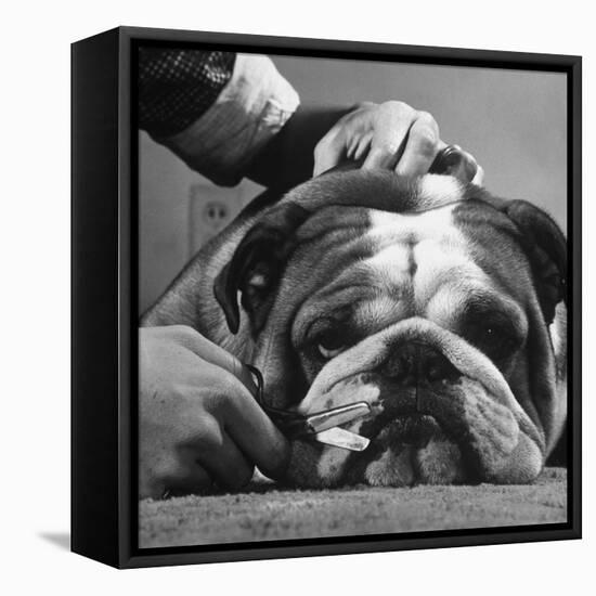 Bulldog Having Whiskers Clipped with Stubby Pair of Scissors in Preparation for Westminister Show-George Silk-Framed Premier Image Canvas