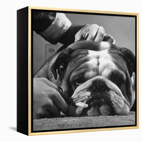 Bulldog Having Whiskers Clipped with Stubby Pair of Scissors in Preparation for Westminister Show-George Silk-Framed Premier Image Canvas