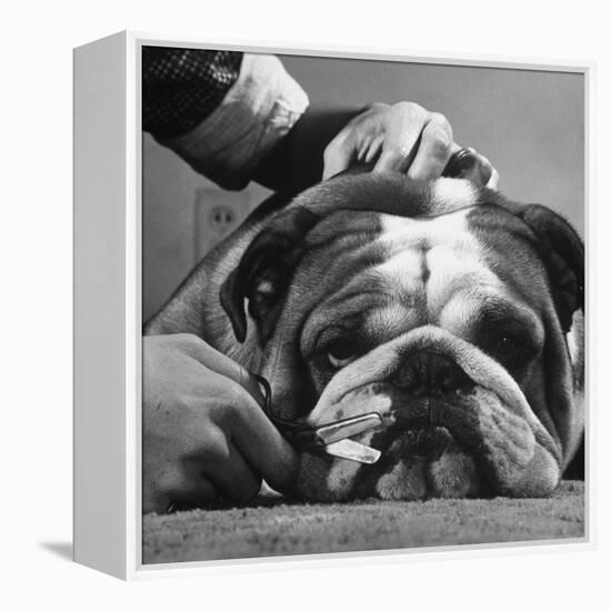 Bulldog Having Whiskers Clipped with Stubby Pair of Scissors in Preparation for Westminister Show-George Silk-Framed Premier Image Canvas