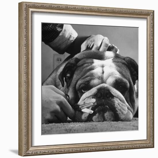 Bulldog Having Whiskers Clipped with Stubby Pair of Scissors in Preparation for Westminister Show-George Silk-Framed Photographic Print