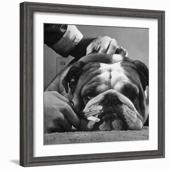 Bulldog Having Whiskers Clipped with Stubby Pair of Scissors in Preparation for Westminister Show-George Silk-Framed Photographic Print