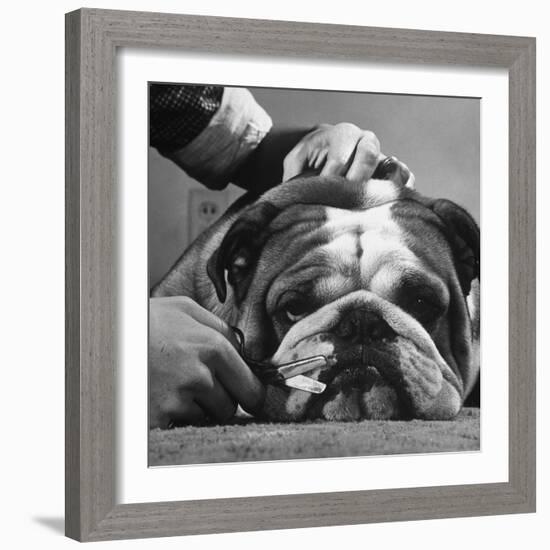 Bulldog Having Whiskers Clipped with Stubby Pair of Scissors in Preparation for Westminister Show-George Silk-Framed Photographic Print