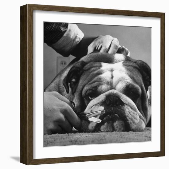 Bulldog Having Whiskers Clipped with Stubby Pair of Scissors in Preparation for Westminister Show-George Silk-Framed Photographic Print