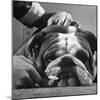 Bulldog Having Whiskers Clipped with Stubby Pair of Scissors in Preparation for Westminister Show-George Silk-Mounted Photographic Print