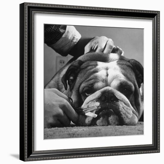 Bulldog Having Whiskers Clipped with Stubby Pair of Scissors in Preparation for Westminister Show-George Silk-Framed Photographic Print