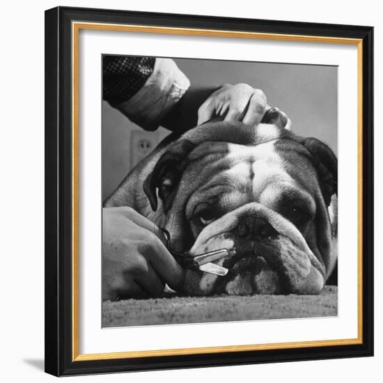 Bulldog Having Whiskers Clipped with Stubby Pair of Scissors in Preparation for Westminister Show-George Silk-Framed Photographic Print