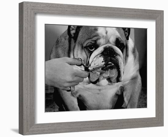 Bulldog Having Whiskers Clipped with Stubby Pair of Scissors in Preparation for Westminister Show-George Silk-Framed Photographic Print