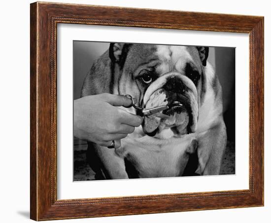 Bulldog Having Whiskers Clipped with Stubby Pair of Scissors in Preparation for Westminister Show-George Silk-Framed Photographic Print