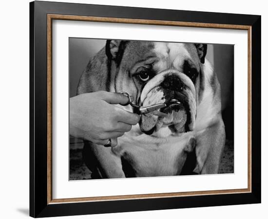 Bulldog Having Whiskers Clipped with Stubby Pair of Scissors in Preparation for Westminister Show-George Silk-Framed Photographic Print