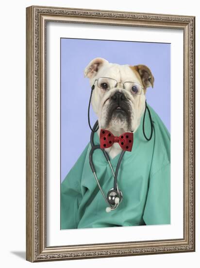 Bulldog in Vets Scrubs Wearing Glasses and Stethoscope-null-Framed Photographic Print