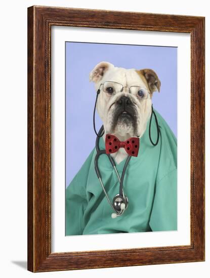 Bulldog in Vets Scrubs Wearing Glasses and Stethoscope-null-Framed Photographic Print
