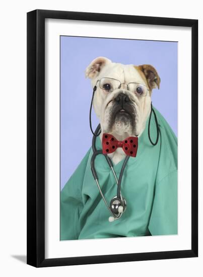 Bulldog in Vets Scrubs Wearing Glasses and Stethoscope-null-Framed Photographic Print