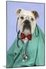 Bulldog in Vets Scrubs Wearing Glasses and Stethoscope-null-Mounted Photographic Print