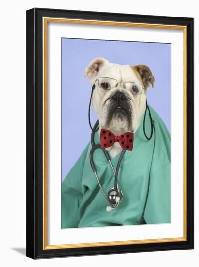 Bulldog in Vets Scrubs Wearing Glasses and Stethoscope-null-Framed Photographic Print