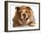 Bulldog Laughing-Willee Cole-Framed Photographic Print