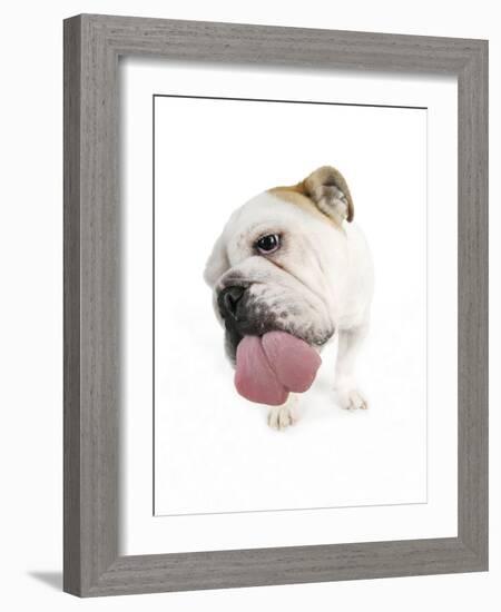 Bulldog Licking the Screen-null-Framed Photographic Print