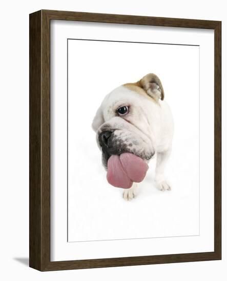 Bulldog Licking the Screen-null-Framed Photographic Print