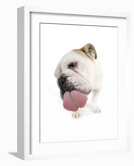 Bulldog Licking the Screen-null-Framed Photographic Print