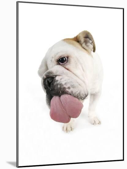 Bulldog Licking the Screen-null-Mounted Photographic Print