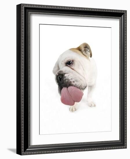 Bulldog Licking the Screen-null-Framed Photographic Print