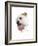 Bulldog Licking the Screen-null-Framed Photographic Print