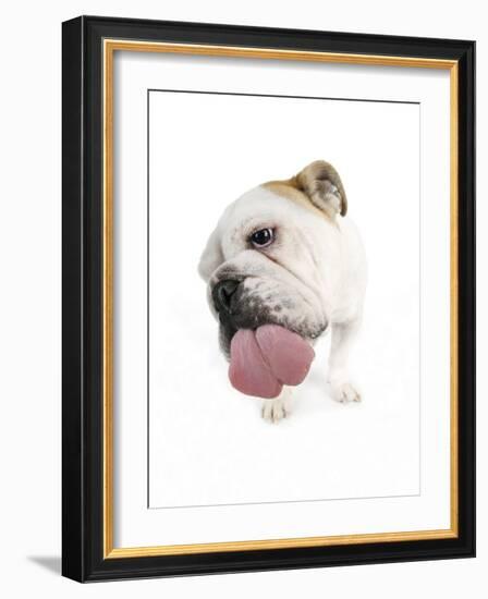 Bulldog Licking the Screen-null-Framed Photographic Print