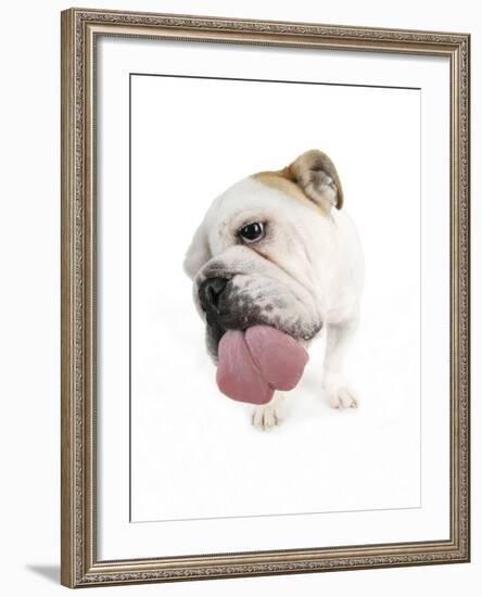 Bulldog Licking the Screen-null-Framed Photographic Print