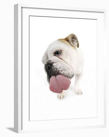 Bulldog Licking the Screen-null-Framed Photographic Print