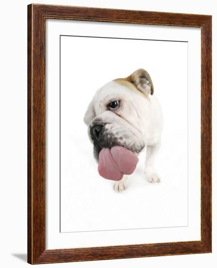 Bulldog Licking the Screen-null-Framed Photographic Print