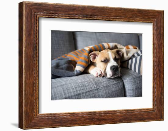 Bulldog Mix Puppy Sleeping on Gray Sofa at Home-Anna Hoychuk-Framed Photographic Print