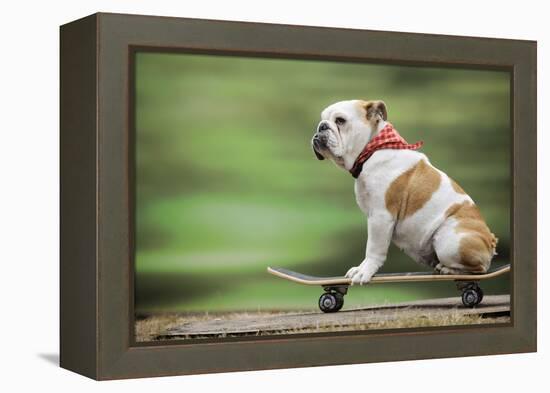 Bulldog on Skateboard-null-Framed Premier Image Canvas