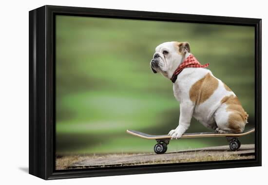 Bulldog on Skateboard-null-Framed Premier Image Canvas