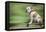 Bulldog on Skateboard-null-Framed Premier Image Canvas