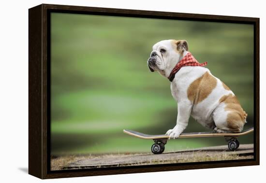 Bulldog on Skateboard-null-Framed Premier Image Canvas