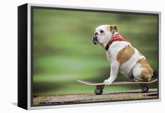 Bulldog on Skateboard-null-Framed Premier Image Canvas