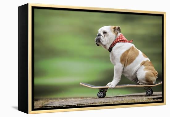 Bulldog on Skateboard-null-Framed Premier Image Canvas