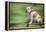 Bulldog on Skateboard-null-Framed Premier Image Canvas