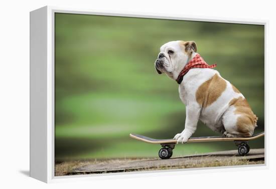 Bulldog on Skateboard-null-Framed Premier Image Canvas