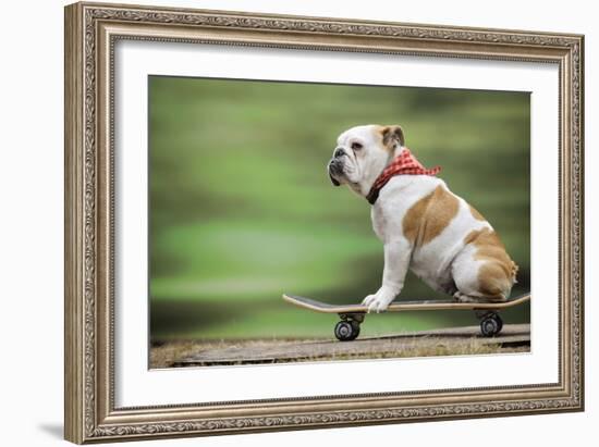 Bulldog on Skateboard-null-Framed Photographic Print