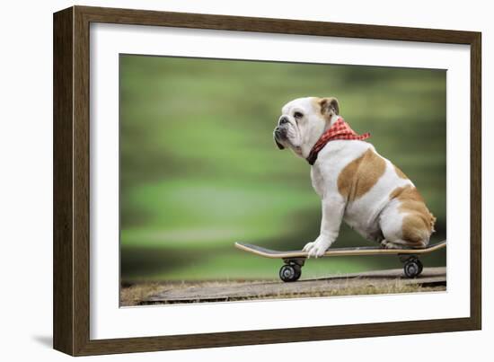 Bulldog on Skateboard-null-Framed Photographic Print